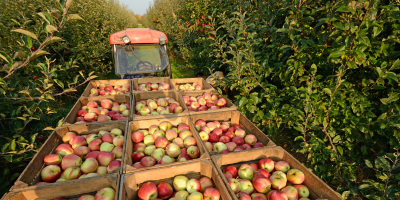 Fresh from the Harvest: 5 Tips for Weighing Produce Accurately