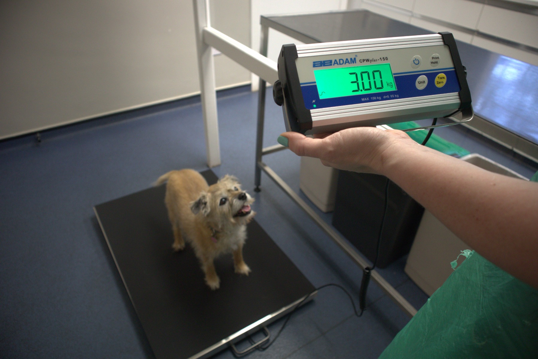 Vet scale and dog